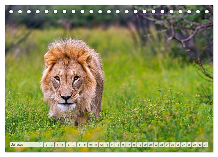 Produktbild: Afrikas Tierwelt - L&ouml;wen (Tischkalender 2026 DIN A5 quer), CALVENDO Monatskalender