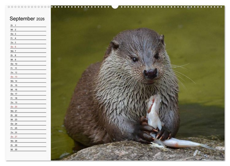 Produktbild: Seehunde und Otter. Putzige Gesellen, perfekte Schwimmer (Wandkalender 2026 DIN A2 quer), CALVENDO Monatskalender