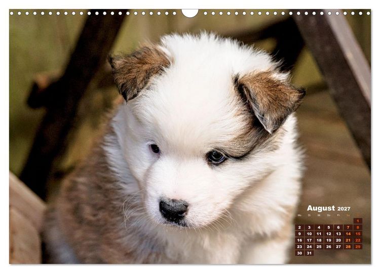 Produktbild: Willkommen auf dieser Welt ihr kleinen Islandhunde (Wandkalender 2027 DIN A3 quer), CALVENDO Monatskalender
