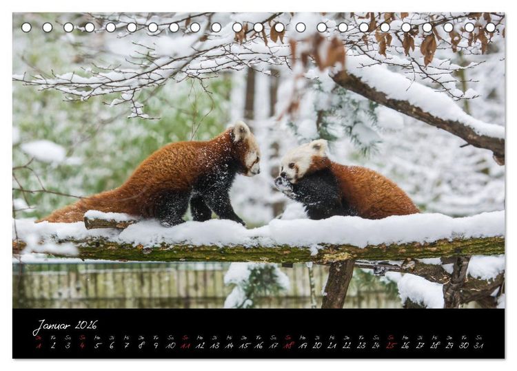 Produktbild: Tiergarten N&uuml;rnberg (Tischkalender 2026 DIN A5 quer), CALVENDO Monatskalender