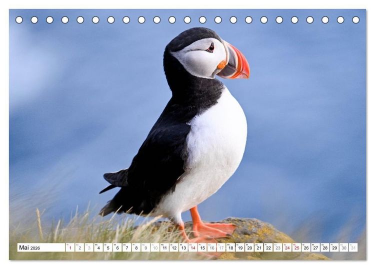 Produktbild: Islands Papageientaucher (Tischkalender 2026 DIN A5 quer), CALVENDO Monatskalender