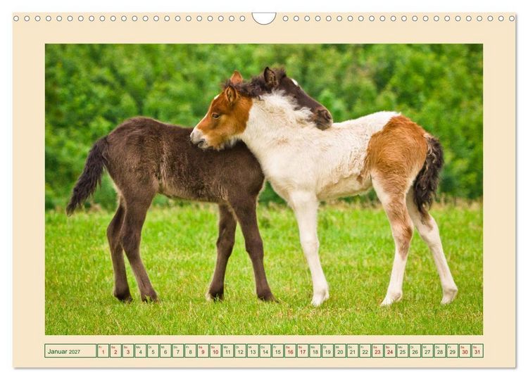 Produktbild: Fohlen, gl&uuml;cklich in der Herde (Wandkalender 2027 DIN A3 quer), CALVENDO Monatskalender
