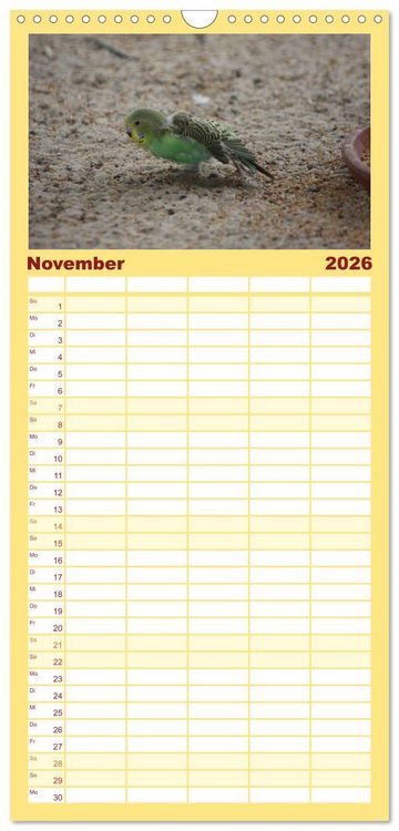 Produktbild: Familienplaner 2026 - Wellensittiche - Gefiederte Freunde mit 5 Spalten (Wandkalender, 21 x 45 cm) CALVENDO