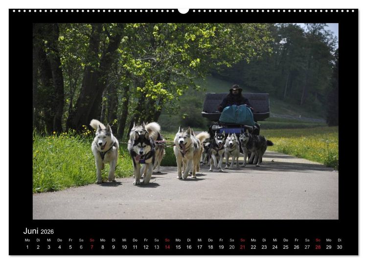 Produktbild: Husky-Kalender (Wandkalender 2026 DIN A2 quer), CALVENDO Monatskalender