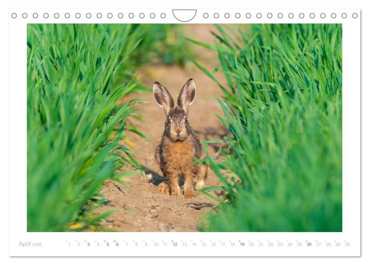 Produktbild: Der Feldhase (Wandkalender 2026 DIN A4 quer), CALVENDO Monatskalender