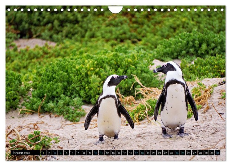 Produktbild: Big Five aus dem Ozean Hai, Delphin, Wal, Robbe, Pinguin (Wandkalender 2026 DIN A4 quer), CALVENDO Monatskalender