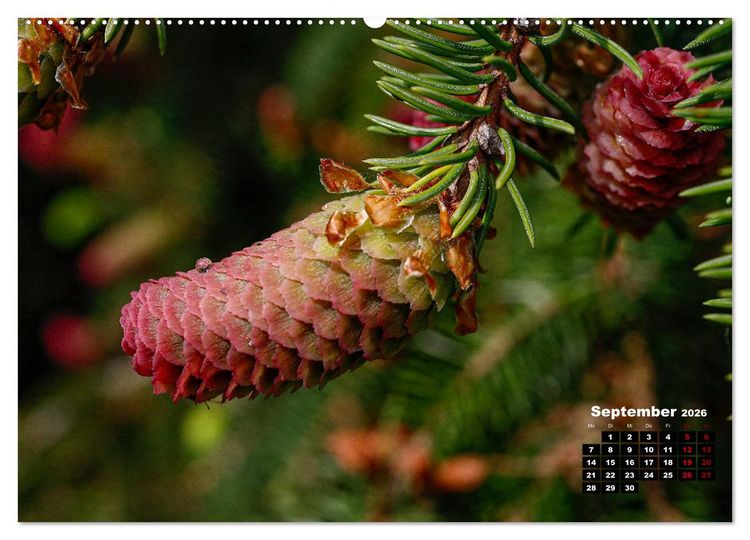 Produktbild: B&auml;ume im Detail (hochwertiger Premium Wandkalender 2026 DIN A2 quer), Kunstdruck in Hochglanz