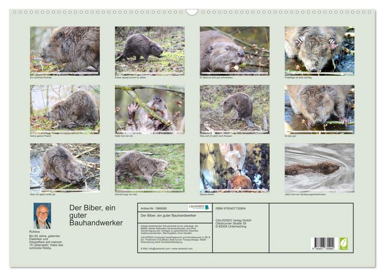 Produktbild: Der Biber, ein guter Bauhandwerker (Wandkalender 2026 DIN A2 quer), CALVENDO Monatskalender