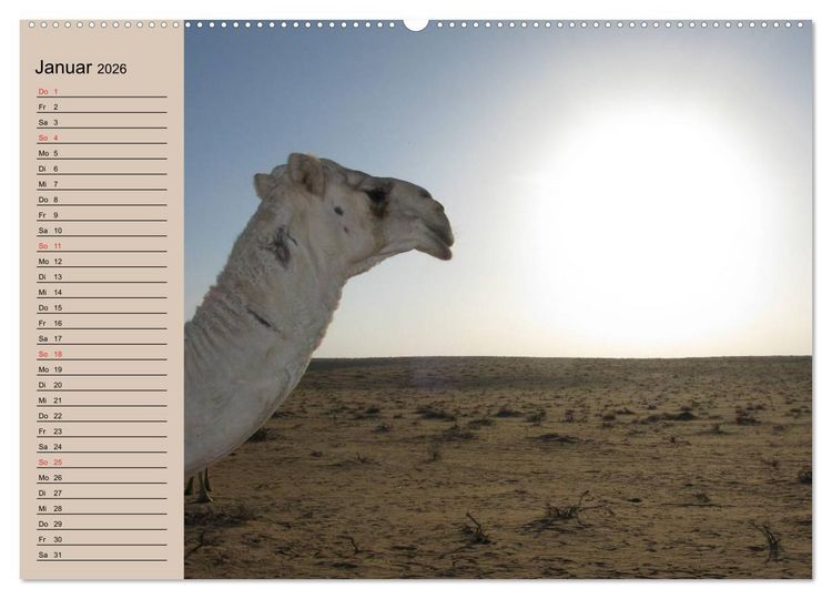 Produktbild: Kamele in der W&uuml;stensonne (hochwertiger Premium Wandkalender 2026 DIN A2 quer), Kunstdruck in Hochglanz