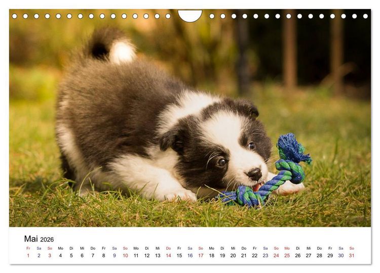 Produktbild: Pfotastische Border Collie Welpen (Wandkalender 2026 DIN A4 quer), CALVENDO Monatskalender