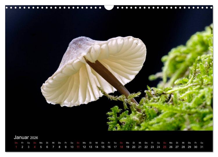 Produktbild: Pilze (Wandkalender 2026 DIN A3 quer), CALVENDO Monatskalender