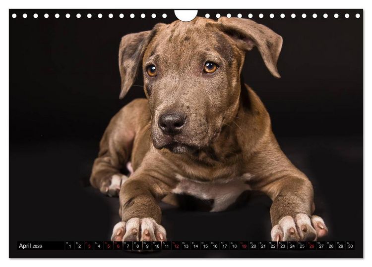 Produktbild: Pit Bull und Co. - Geliebt, gef&uuml;rchtet, missverstanden (Wandkalender 2026 DIN A4 quer), CALVENDO Monatskalender