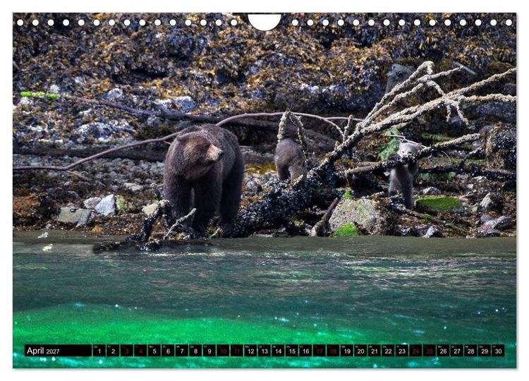 Produktbild: Grizzlys und Geisterb&auml;ren - Glendale Cove, Kanada (Wandkalender 2027 DIN A4 quer), CALVENDO Monatskalender