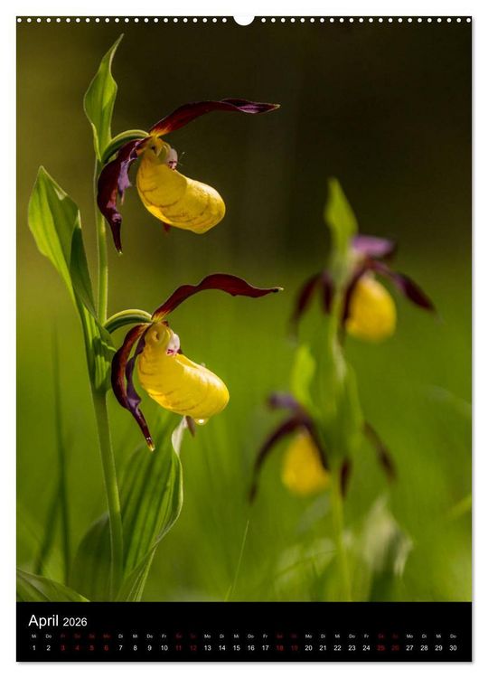 Produktbild: Im richtigen Licht: Wilde Orchideen in S&uuml;dbayern (hochwertiger Premium Wandkalender 2026 DIN A2 hoch), Kunstdruck in Hochglanz