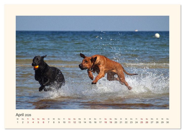 Produktbild: Rhodesian Ridgeback Power aus S&uuml;dafrika (hochwertiger Premium Wandkalender 2026 DIN A2 quer), Kunstdruck in Hochglanz