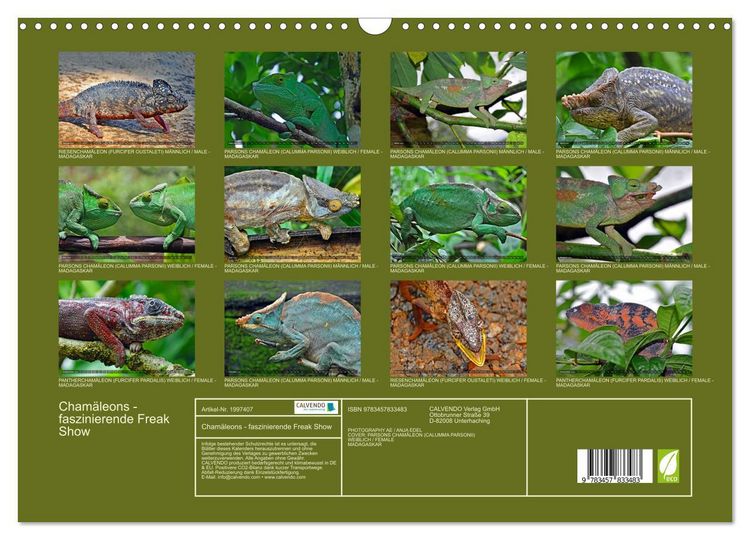 Produktbild: Cham&auml;leons - faszinierende Freak Show (Wandkalender 2026 DIN A3 quer), CALVENDO Monatskalender
