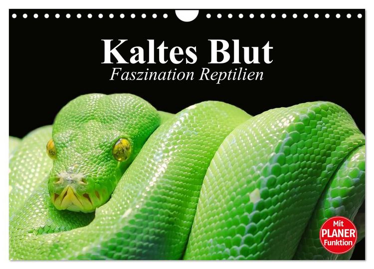 Produktbild: Kaltes Blut. Faszination Reptilien (Wandkalender 2026 DIN A4 quer), CALVENDO Monatskalender