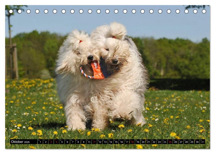 Produktbild: Traumhund Bobtail (Tischkalender 2026 DIN A5 quer), CALVENDO Monatskalender