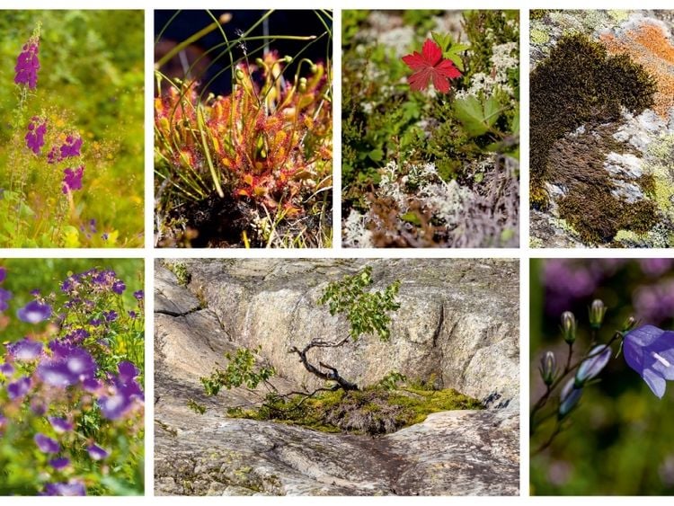 Produktbild: CALVENDO Puzzle Sehnsucht Norwegen - Abwechslungsreiche Flora in allen Landschaften | 1000 Teile Lege-Gr&ouml;&szlig;e 64x48cm Foto-Puzzle f&uuml;r gl&uuml;ckliche Stunden