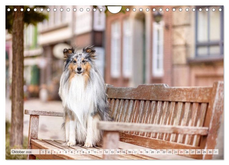 Produktbild: Hamburger Hafencity - Unterwegs mit den Shelties Finn und Louis (Wandkalender 2026 DIN A4 quer), CALVENDO Monatskalender