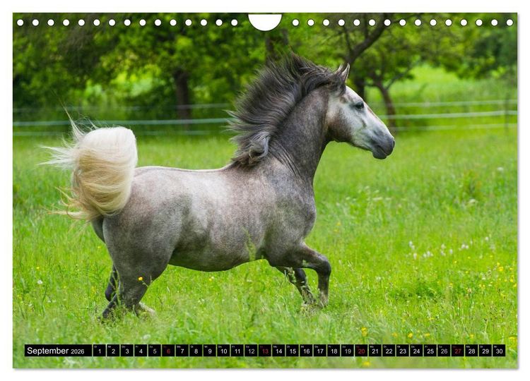 Produktbild: Traumpferd Lipizzaner (Wandkalender 2026 DIN A4 quer), CALVENDO Monatskalender