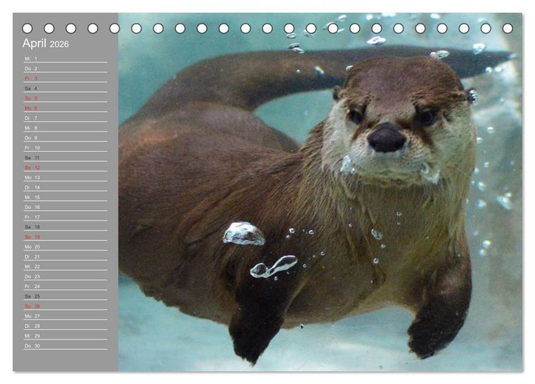 Produktbild: Otter. Frech, laut und clever (Tischkalender 2026 DIN A5 quer), CALVENDO Monatskalender