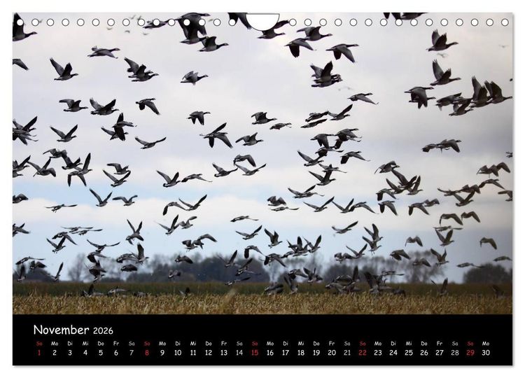 Produktbild: Schrei der Wildg&auml;nse (Wandkalender 2026 DIN A4 quer), CALVENDO Monatskalender