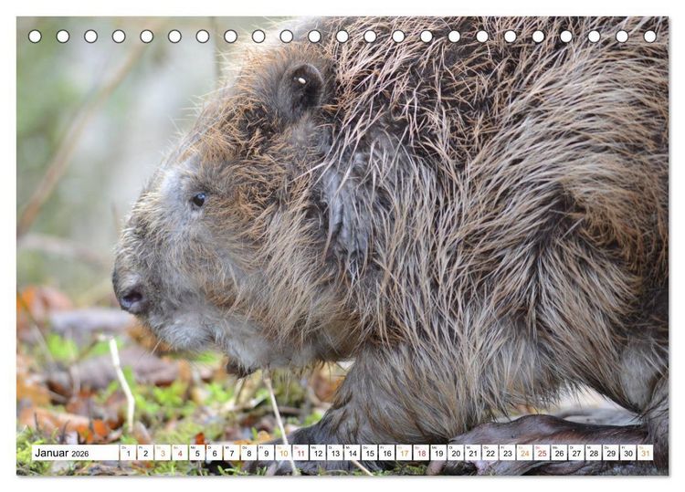 Produktbild: Der Biber, ein guter Bauhandwerker (Tischkalender 2026 DIN A5 quer), CALVENDO Monatskalender