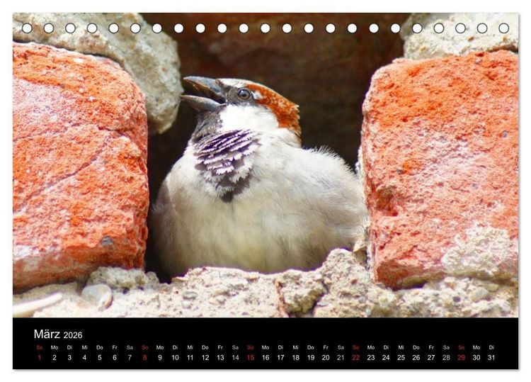 Produktbild: Freche Spatzen (Tischkalender 2026 DIN A5 quer), CALVENDO Monatskalender