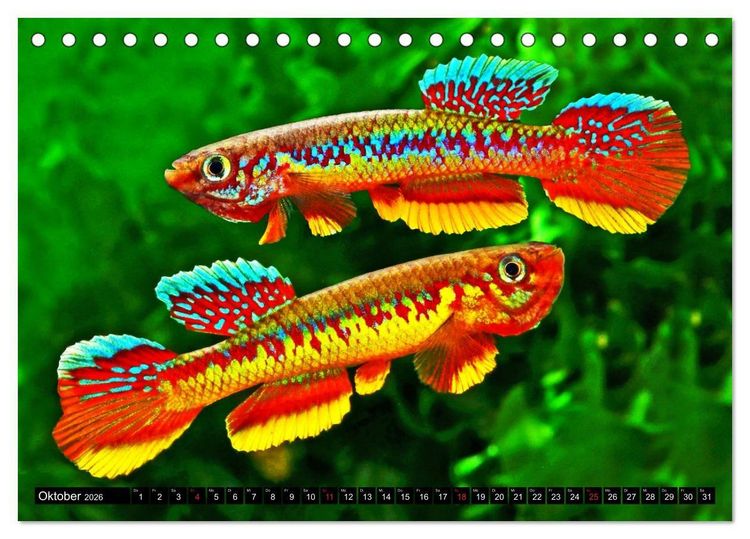 Produktbild: Bunte Fische der Welt - Killifische (Tischkalender 2026 DIN A5 quer), CALVENDO Monatskalender
