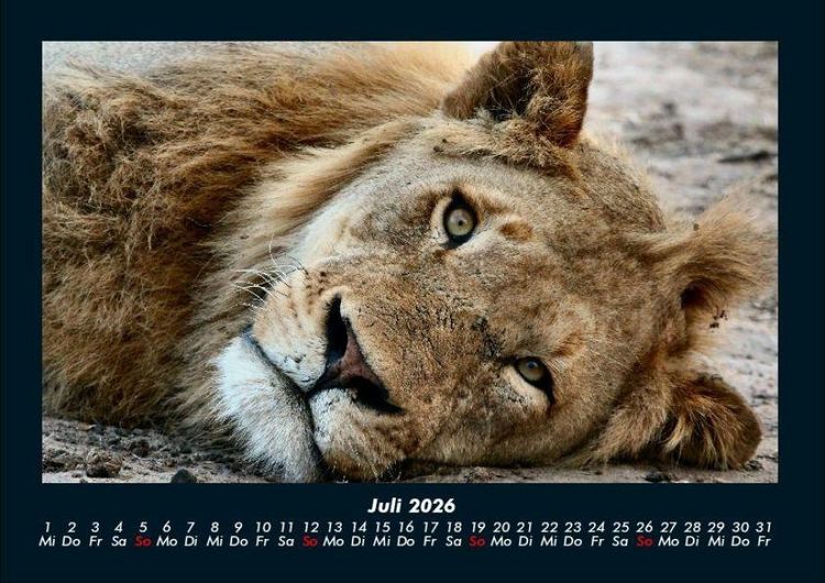 Produktbild: L&ouml;wen in der Wildnis 2026 Fotokalender DIN A4