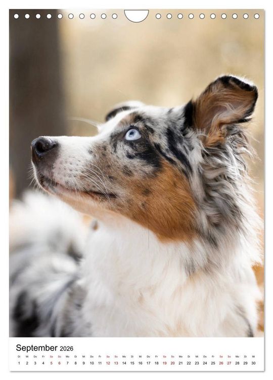 Produktbild: Australian Shepherd - Beste Freunde (Wandkalender 2026 DIN A4 hoch), CALVENDO Monatskalender