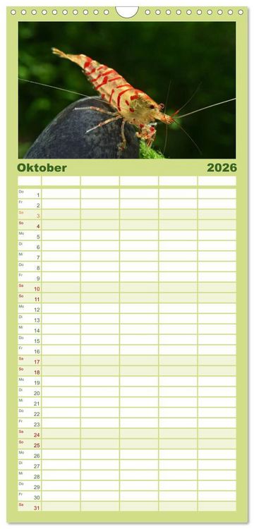 Produktbild: Familienplaner 2026 - Dwarf Shrimps - kleine Garnelen mit 5 Spalten (Wandkalender, 21 x 45 cm) CALVENDO
