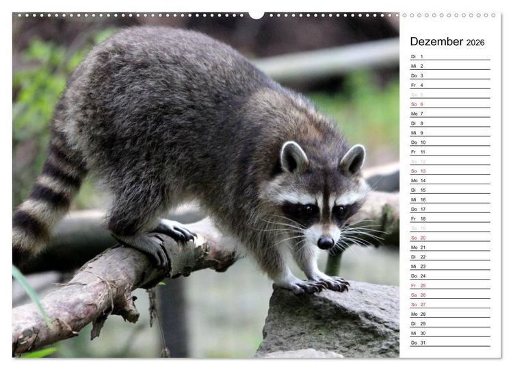 Produktbild: Der kleine R&auml;uber mit Maske - Waschb&auml;ren (Wandkalender 2026 DIN A2 quer), CALVENDO Monatskalender