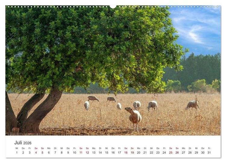 Produktbild: B&auml;ume - Gelebtes Leben (hochwertiger Premium Wandkalender 2026 DIN A2 quer), Kunstdruck in Hochglanz