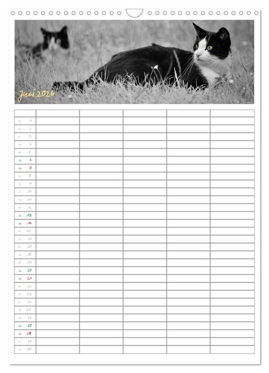 Produktbild: Miezekatzen Planungskalender (Wandkalender 2026 DIN A3 hoch), CALVENDO Monatskalender