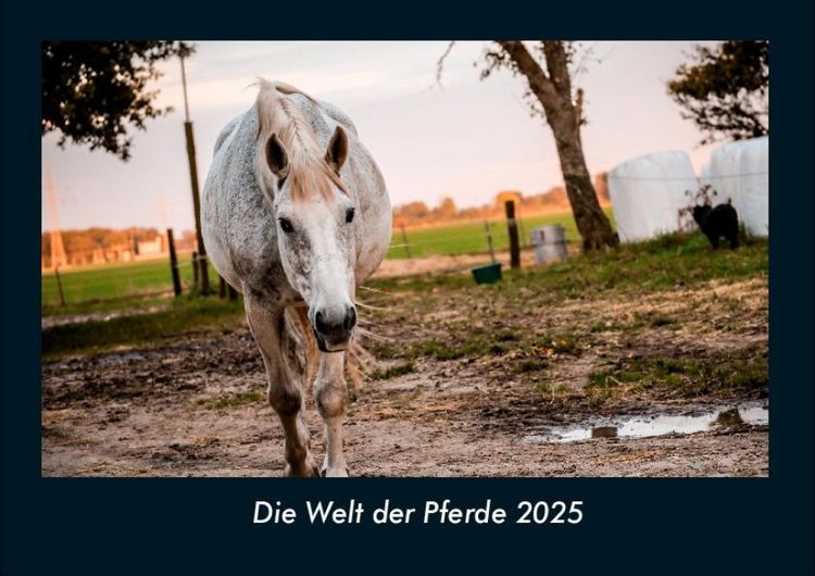 Produktbild: Die Welt der Pferde 2025 Fotokalender DIN A4