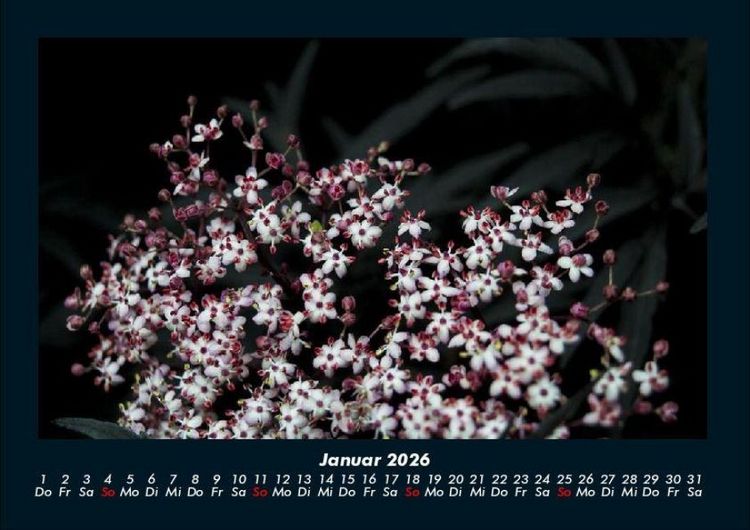 Produktbild: Blumenkalender 2026 Fotokalender DIN A4