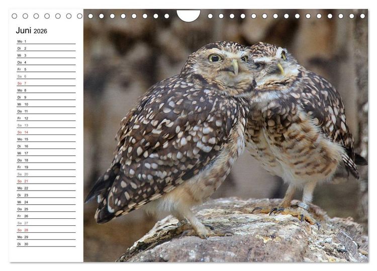 Produktbild: Greifv&ouml;gel, Eulen und K&auml;uze (Wandkalender 2026 DIN A4 quer), CALVENDO Monatskalender