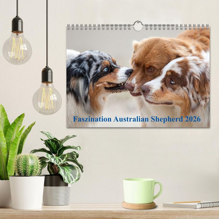 Produktbild: Australian Shepherd 2026 (Wandkalender 2026 DIN A4 quer), CALVENDO Monatskalender