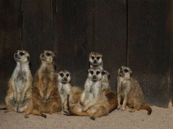 Produktbild: CALVENDO Puzzle Erdm&auml;nnchen | 1000 Teile Lege-Gr&ouml;&szlig;e 64x48cm Foto-Puzzle f&uuml;r gl&uuml;ckliche Stunden