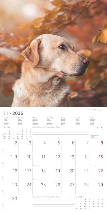 Produktbild: Labrador Retriever 2026 - Broschürenkalender 30x30 cm (30x60 geöffnet) - Kalende