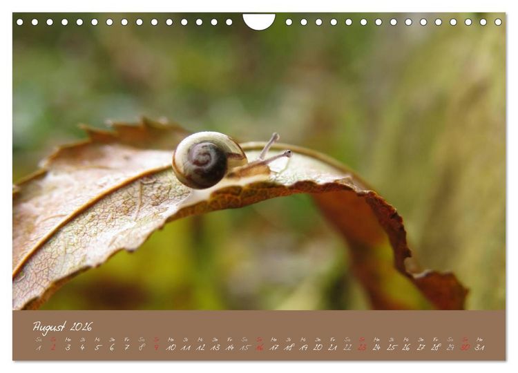 Produktbild: Schneckchen (Wandkalender 2026 DIN A4 quer), CALVENDO Monatskalender