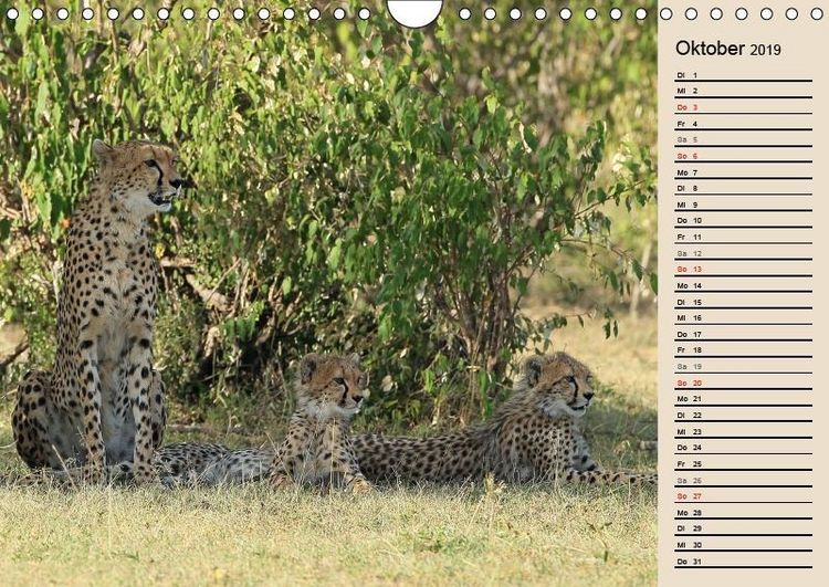 Produktbild: Herzog, M: Geparden - Ein Leben in Afrika (Wandkalender 2019