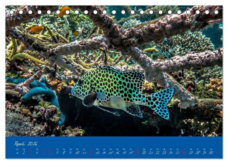 Produktbild: Meer sehen - Abenteuer Tauchen (Tischkalender 2026 DIN A5 quer), CALVENDO Monatskalender