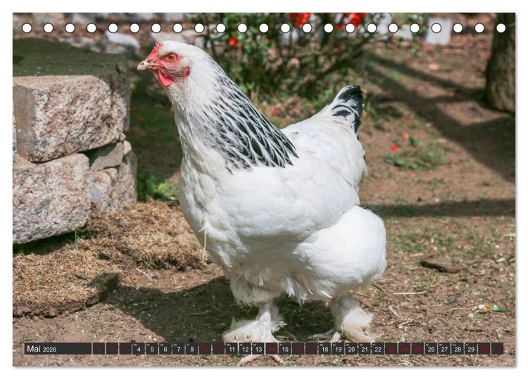 Produktbild: H&uuml;hner im eigenen Garten (Tischkalender 2026 DIN A5 quer), CALVENDO Monatskalender