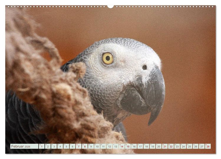 Produktbild: Krumm Schn&auml;bel - Papageien, Sittiche und andere Krumm Schn&auml;bel (hochwertiger Premium Wandkalender 2026 DIN A2 quer), Kunstdruck in Hochglanz