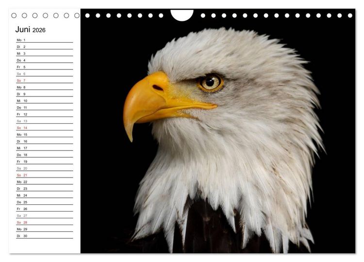 Produktbild: Der Wei&szlig;kopfseeadler (Wandkalender 2026 DIN A4 quer), CALVENDO Monatskalender
