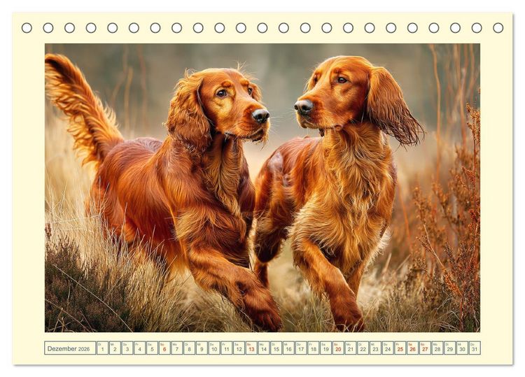 Produktbild: Irish Red Setter. Wo noble Eleganz auf Tatendrang trifft (Tischkalender 2026 DIN A5 quer), CALVENDO Monatskalender