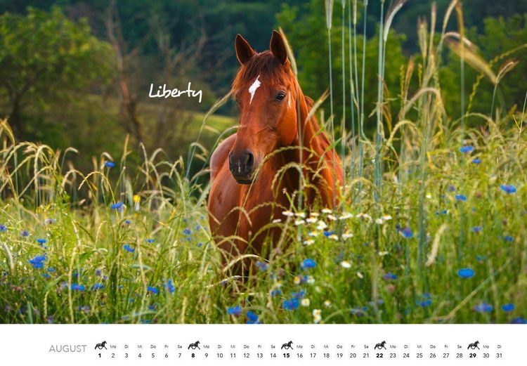 Produktbild: Pferde Kalender 2027 Wandkalender